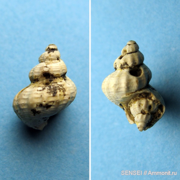 гастроподы, неоген, Кубань