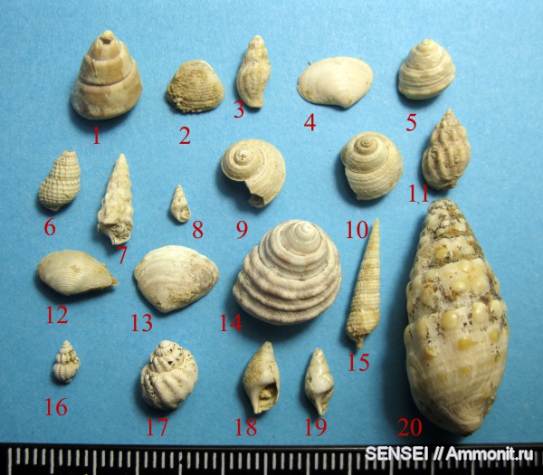 моллюски, неоген, Cerithium, Кубань, Melanopsis, Leda, Trochus, Cerithiidae