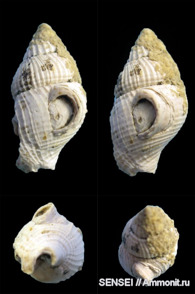 гастроподы, неоген, прижизненные повреждения, обрастание, Кубань, Nassa restitutiana, Epizoans