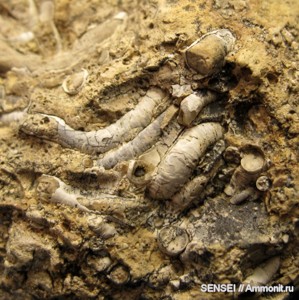 неоген, кольчатые черви, Serpula, Кубань