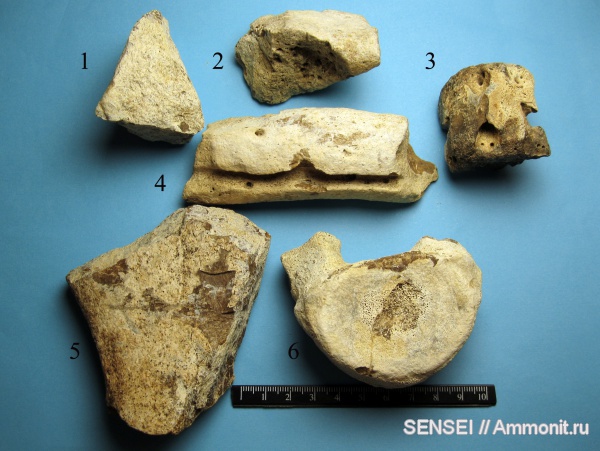 неоген, Cetotherium, Кубань