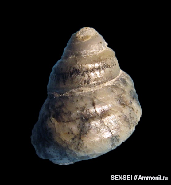 гастроподы, неоген, перламутр, дендриты, Кубань, Trochidae