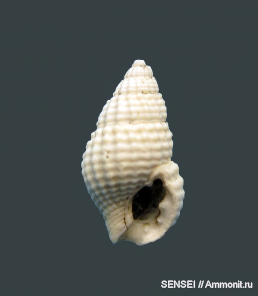 гастроподы, зубы, Кубань, Nassa, Nassarius scrobiculatus, teeth