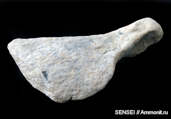 неоген, черепахи, Trionyx, Кубань