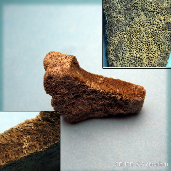 губки, ?, Кубань