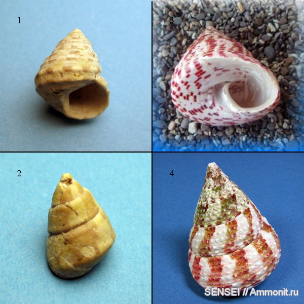 гастроподы, неоген, прижизненная окраска, Кубань, Troсhidae, gibbula pseudomaeotica