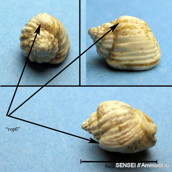 гастроподы, неоген, прижизненные повреждения, Кубань, Nassarius amarus