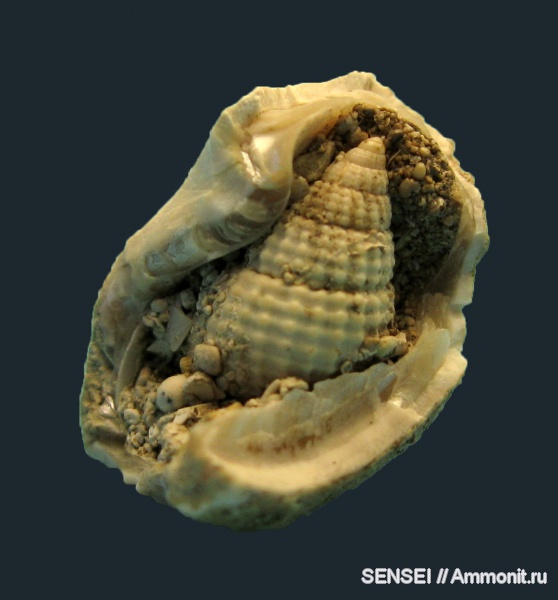 гастроподы, неоген, Кубань