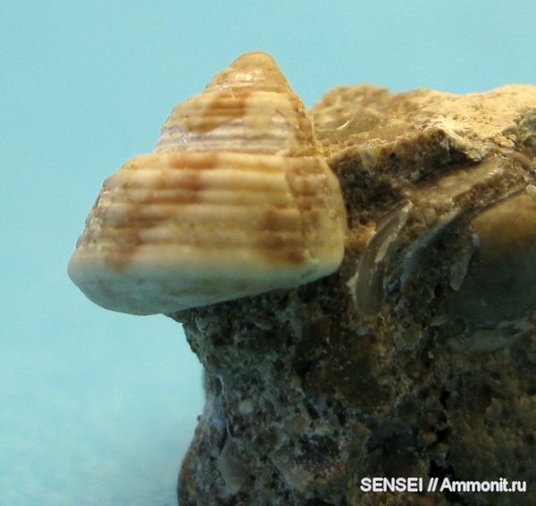 гастроподы, неоген, Кубань