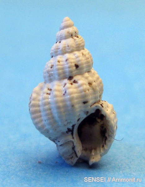 гастроподы, неоген, зубы, Кубань, Nassarius contusus, teeth