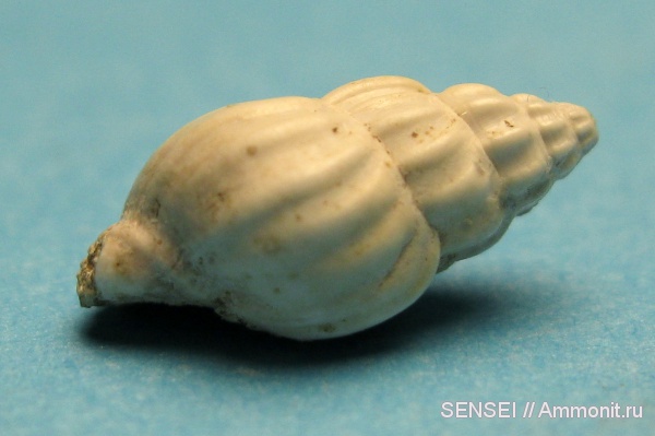 гастроподы, неоген, Кубань