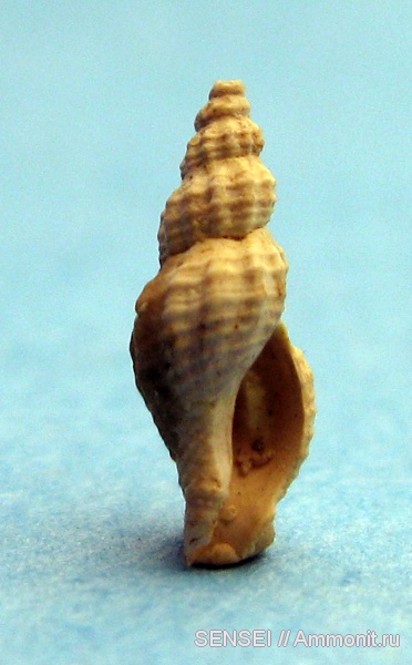 гастроподы, неоген, Кубань