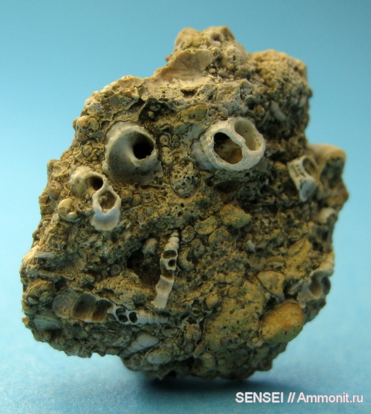 моллюски, неоген, Кубань