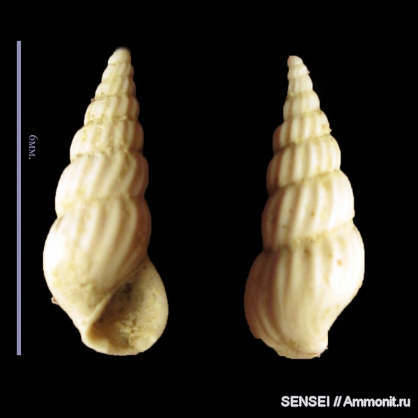 гастроподы, неоген, Кубань, RISSOINIDAE
