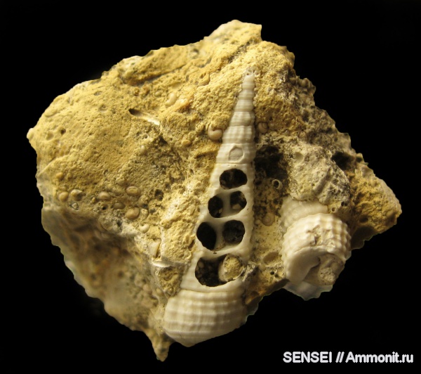 гастроподы, неоген, Cerithium, Кубань