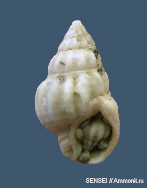 гастроподы, неоген, Кубань, Nassariidae