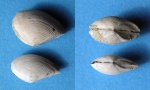 Сравнение Nuculanidae.