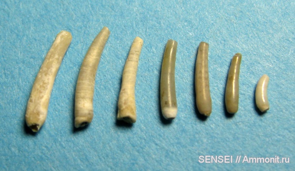 неоген, Serpulidae, Кубань