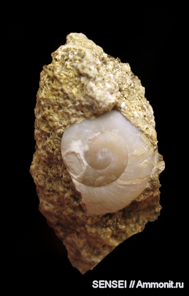 гастроподы, Helicidae, Кубань