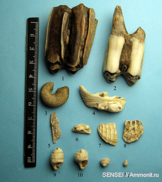 неоген, Кубань