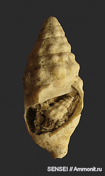 гастроподы, неоген, Кубань