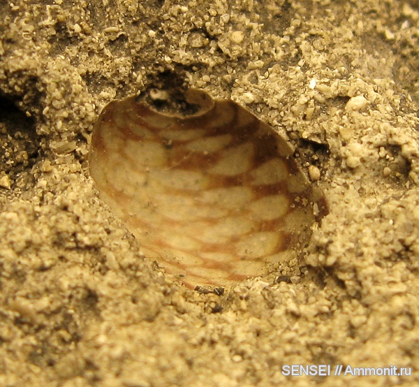 гастроподы, неоген, прижизненная окраска, Кубань