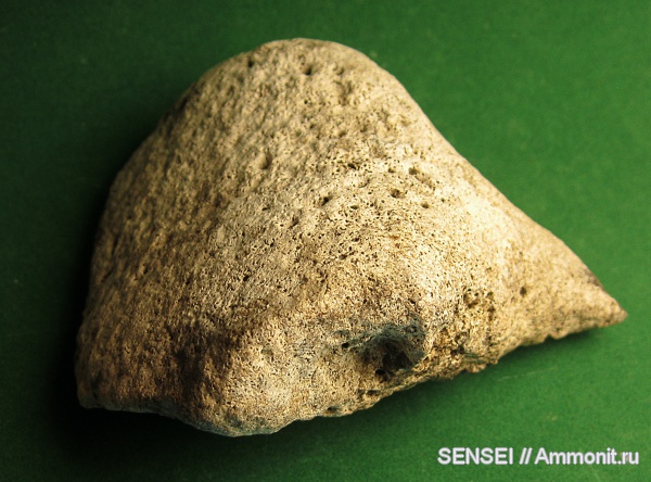 неоген, Cetotherium, Кубань