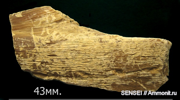 неоген, черепахи, позвоночные, Trionyx, Кубань