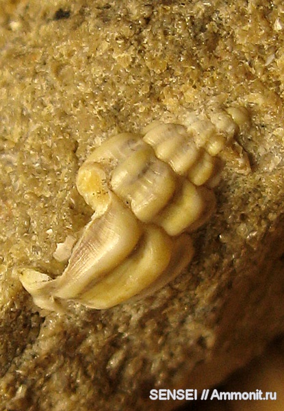 гастроподы, неоген, Кубань