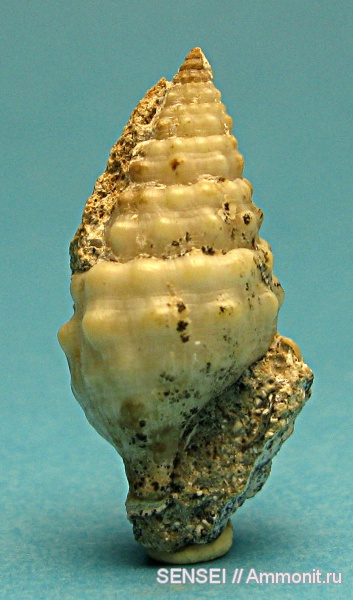 гастроподы, мшанки, прижизненная окраска, Кубань, Cerithium cattleyae