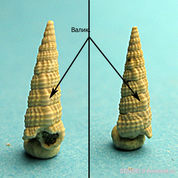 гастроподы, неоген, Кубань