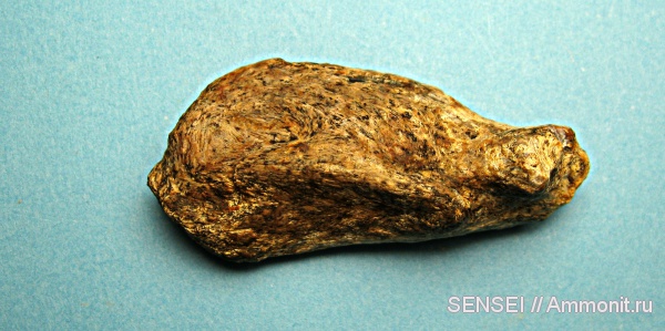 неоген, черепахи, Trionyx, Кубань