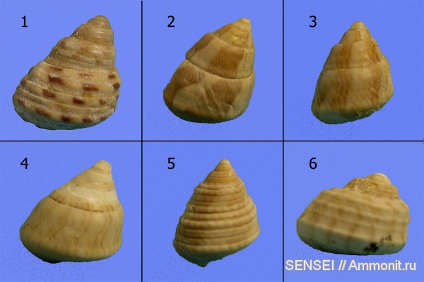 гастроподы, неоген, прижизненная окраска, Кубань, Troсhidae, gibbula pseudomaeotica