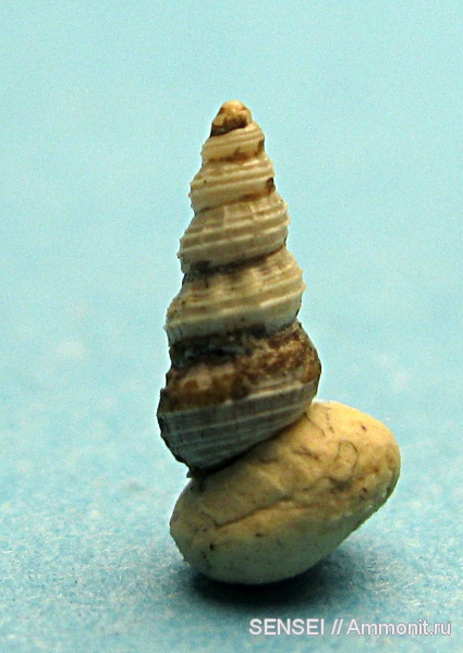 гастроподы, неоген, Кубань, Mathildidae, Mathilda