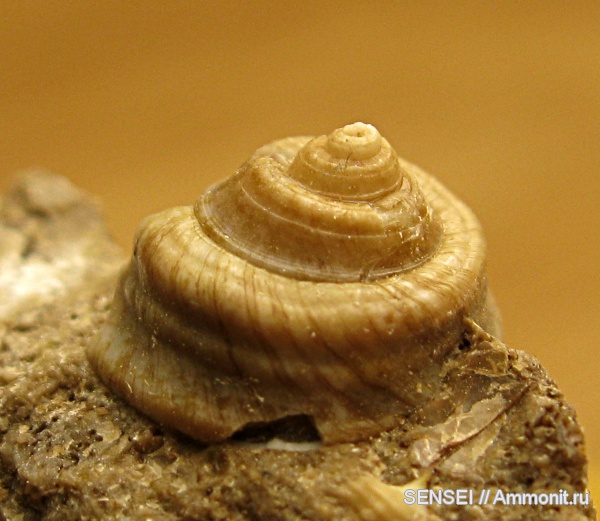 гастроподы, неоген, Кубань, Troсhidae