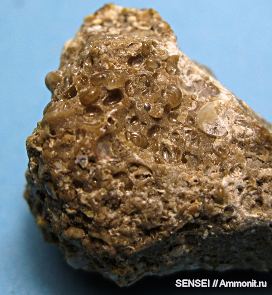 гастроподы, неоген, Кубань, Limacina tarchanensis