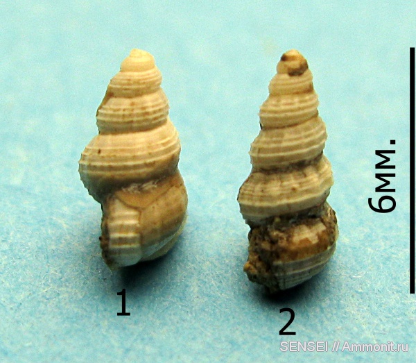 гастроподы, неоген, Кубань, Mathildidae, Mathilda