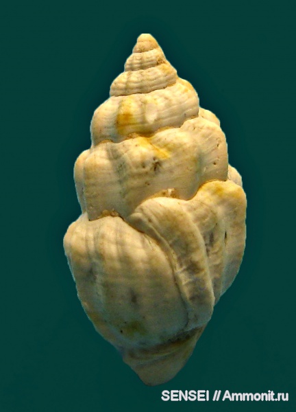 гастроподы, неоген, Кубань, Nassa miocenicum