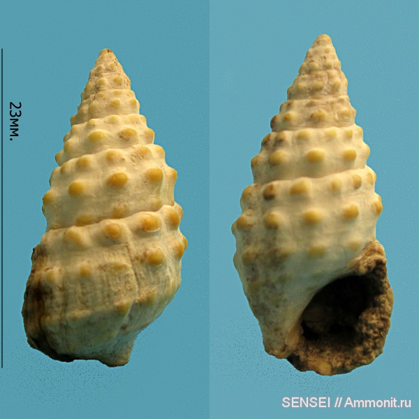 гастроподы, прижизненная окраска, Кубань, Cerithiidae, Cerithium cattleyae