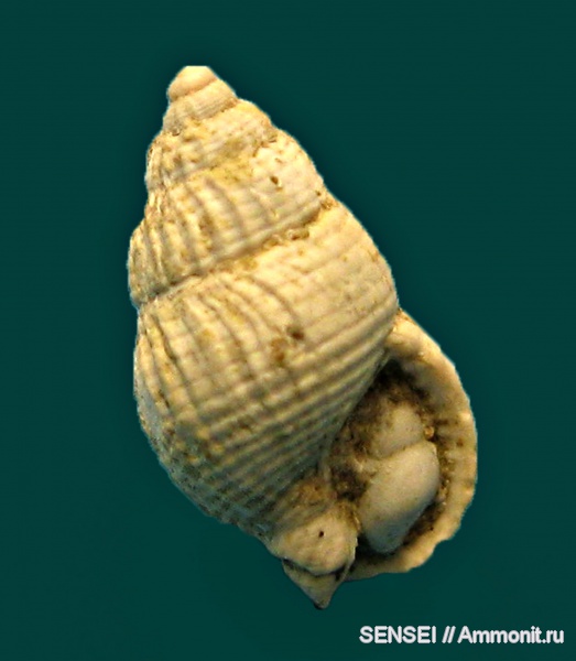 гастроподы, неоген, Кубань