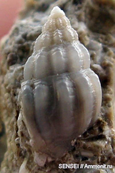 гастроподы, неоген, Кубань, Nassariidae