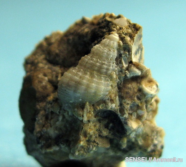 гастроподы, неоген, Кубань, Nassariidae, Nassarius