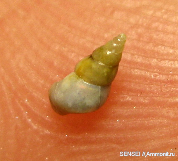 гастроподы, неоген, ?, Кубань