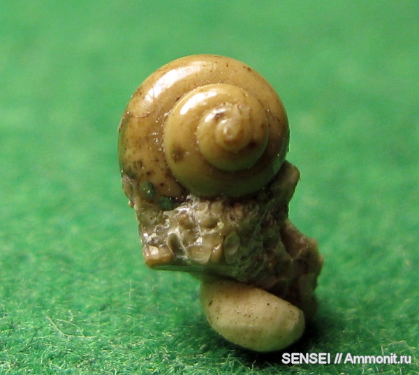 неоген, Кубань, Limacina tarchanensis