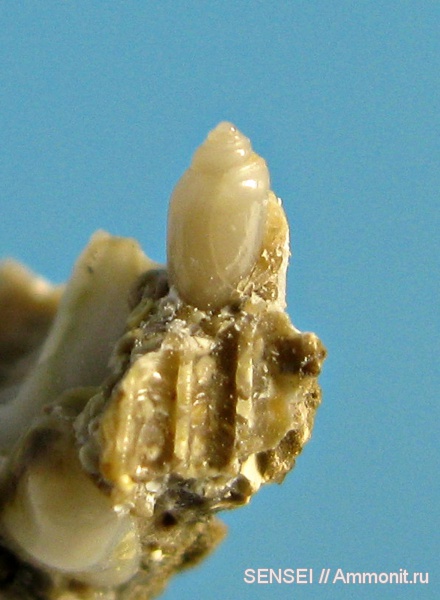 гастроподы, неоген, Кубань