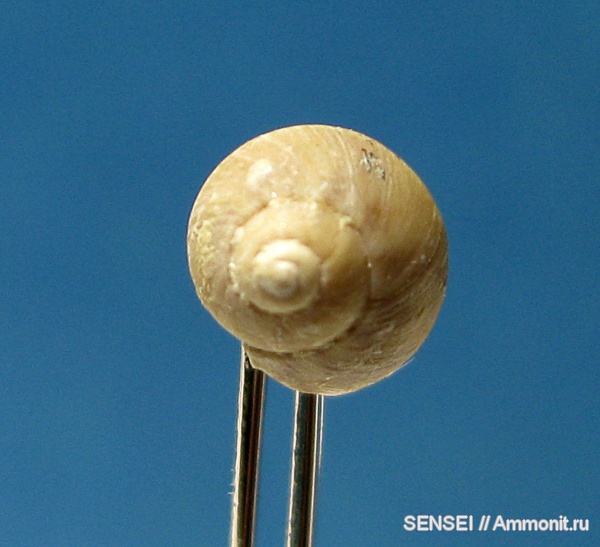 гастроподы, неоген, Кубань, Trochidae