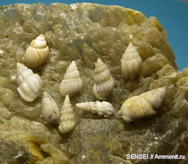 гастроподы, неоген, Кубань, Nassariidae, Melanopsidae, Cerithiidae