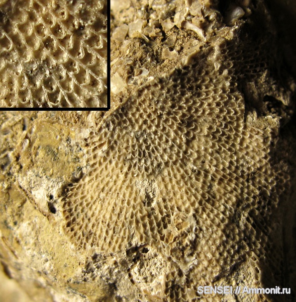 неоген, мшанки, Кубань