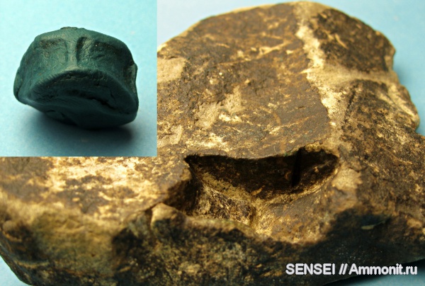 неоген, рыбы, Кубань, fish