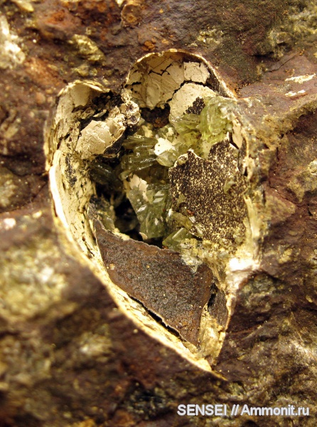 неоген, двустворки, Кубань